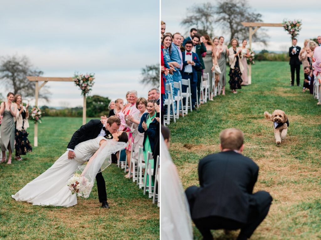 The bride and groom's dog runs down the aisle to greet them after their wedding ceremony at Jonathan Edwards Winery